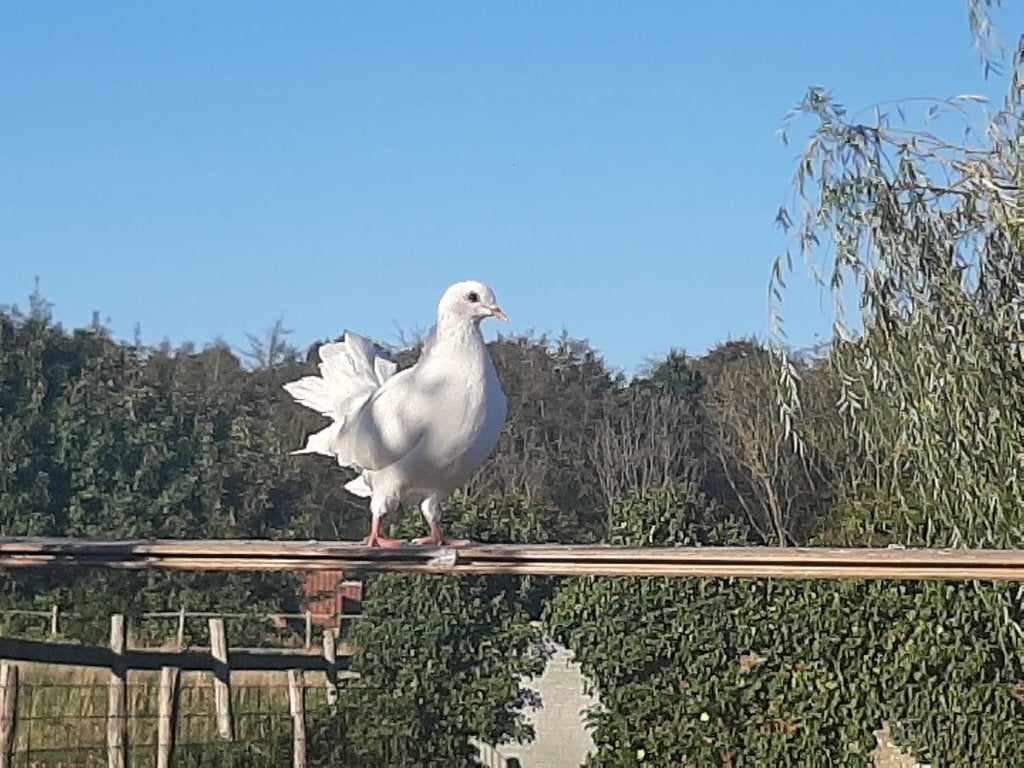 Pauwstaart duif, Dieren en Toebehoren