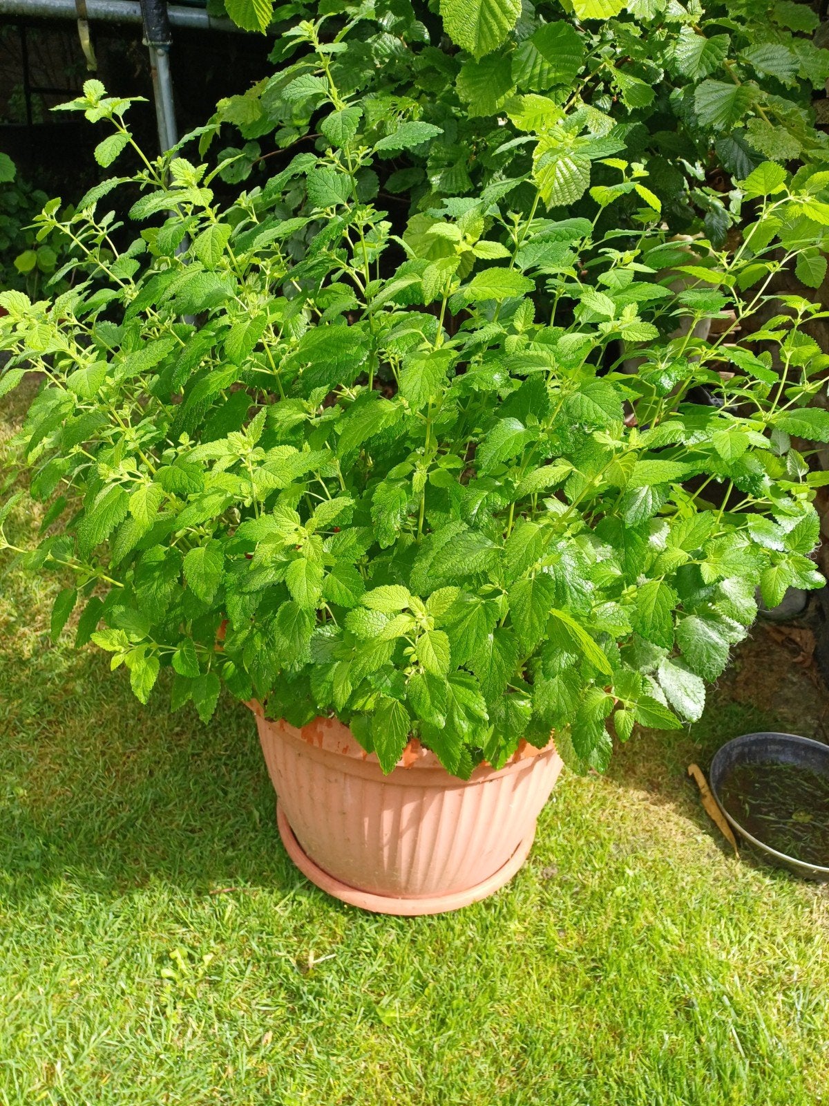 Citroenmelisse, Tuin en Terras, Planten | Tuinplanten, Ophalen, Vaste plant