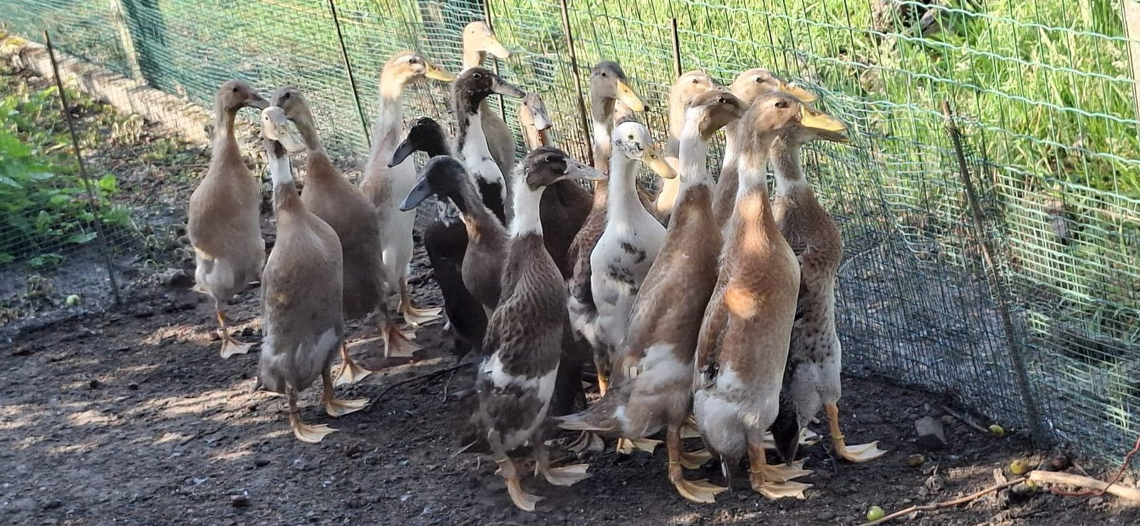 Indische loopeenden, Dieren en Toebehoren, Pluimvee