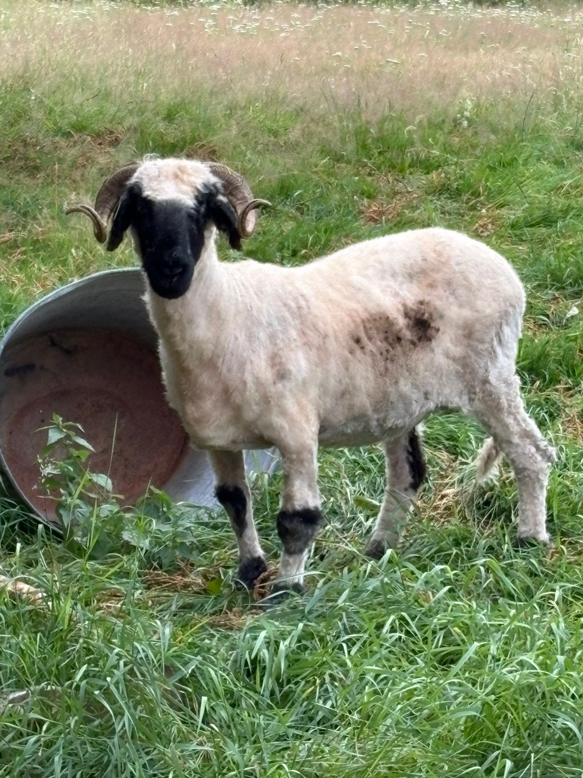 Ooi of ooien te koop. Wallisser schwarznase, Dieren en Toebehoren, Schapen, Geiten en Varkens