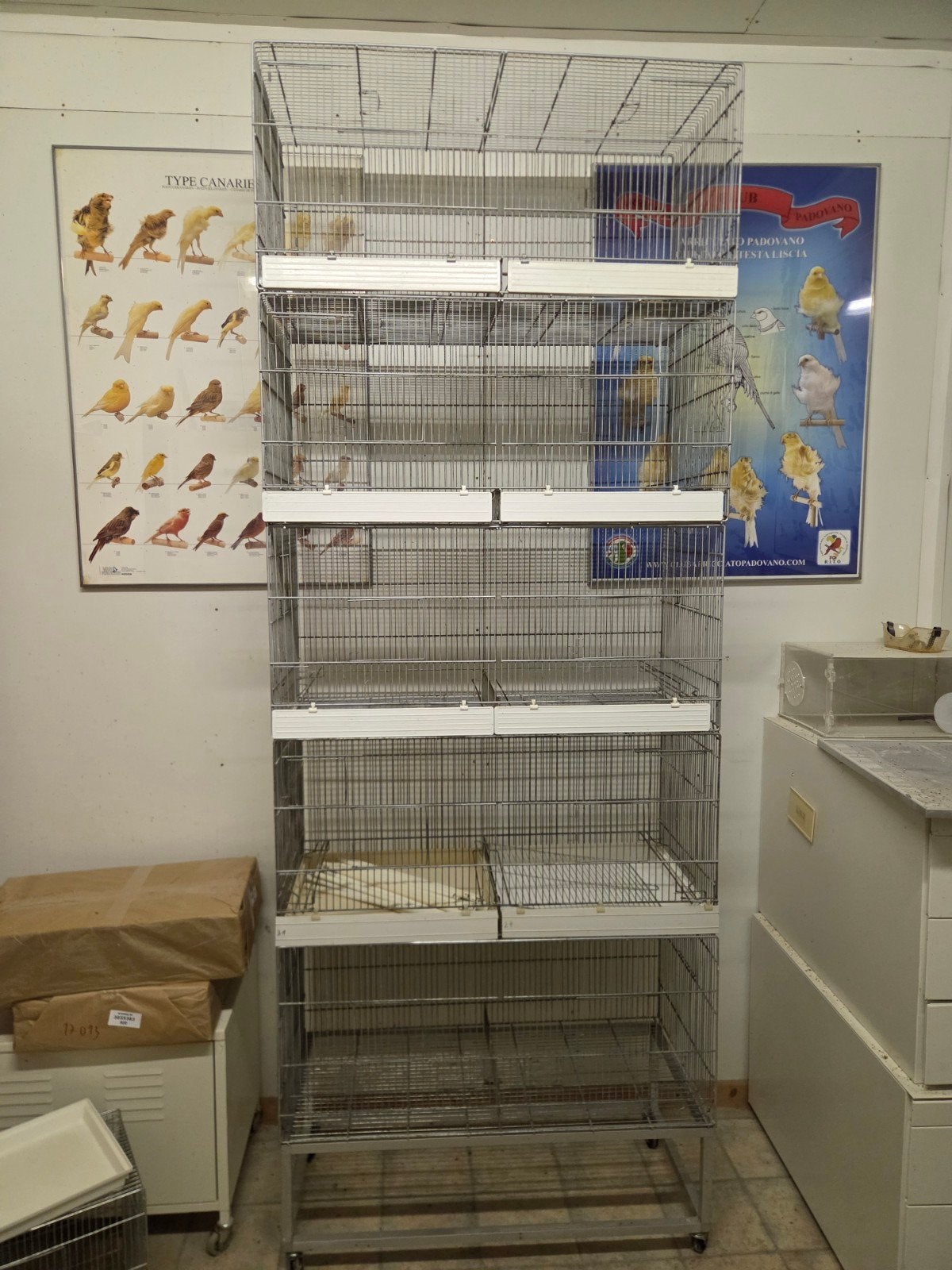 oiseaux en cage, Enlèvement