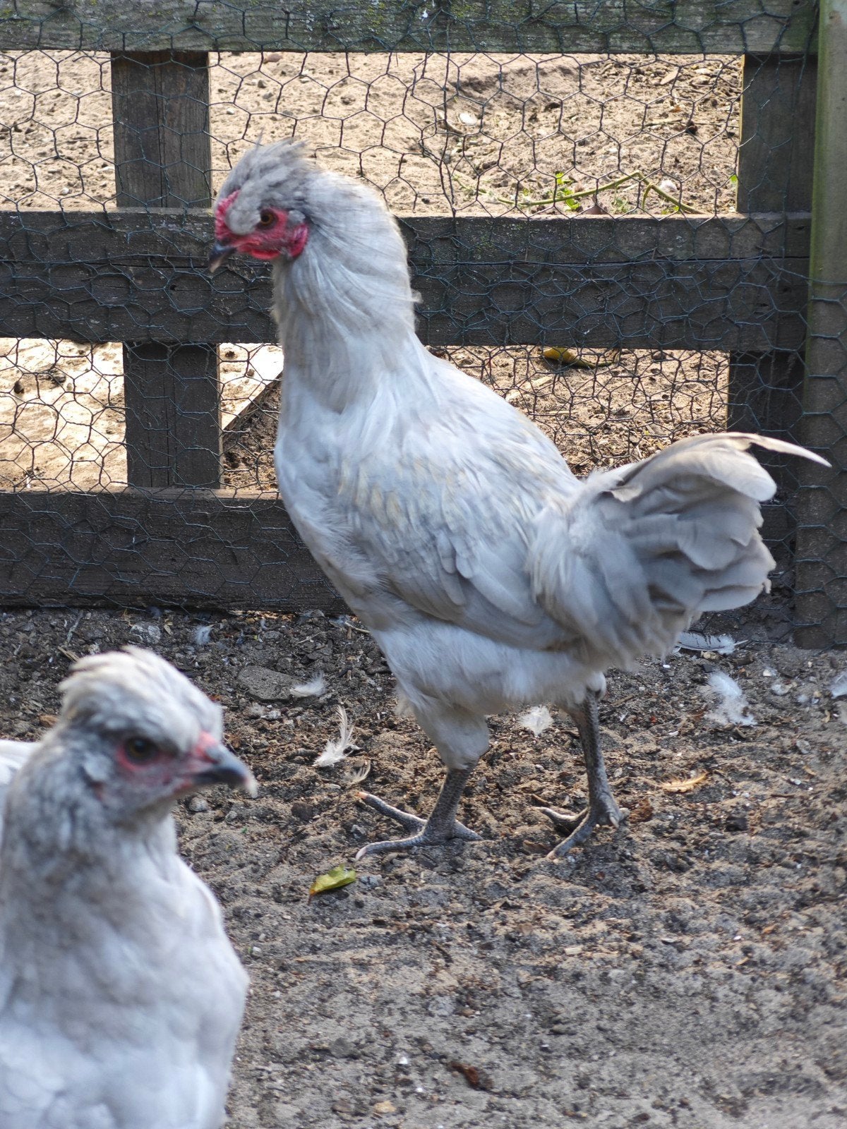 Coqs à la lavande et aux araucanes, Mâle, Poule ou poulet