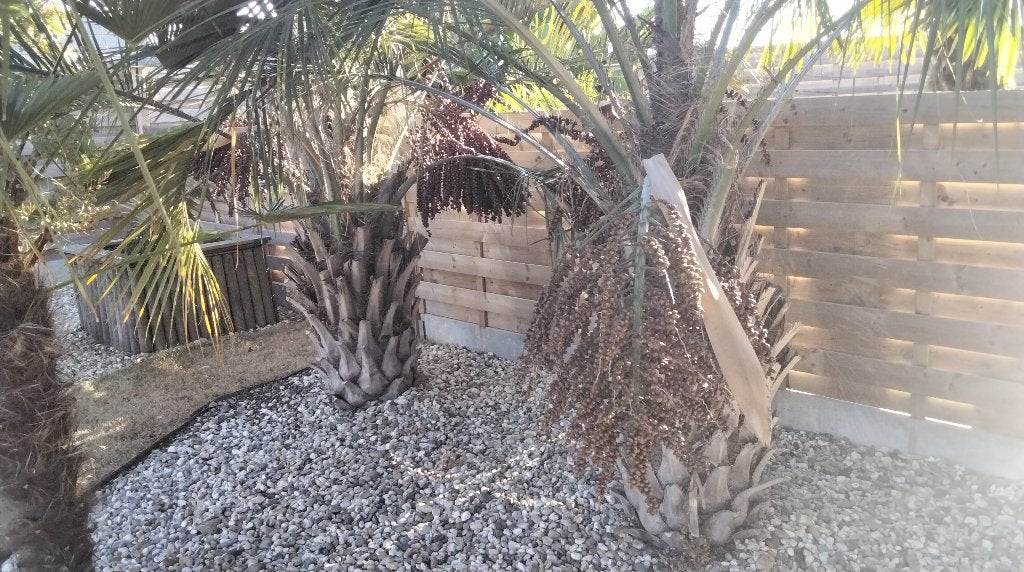 Butea capitata graines, Jardin & Terrasse, Bulbes & Semences, Enlèvement
