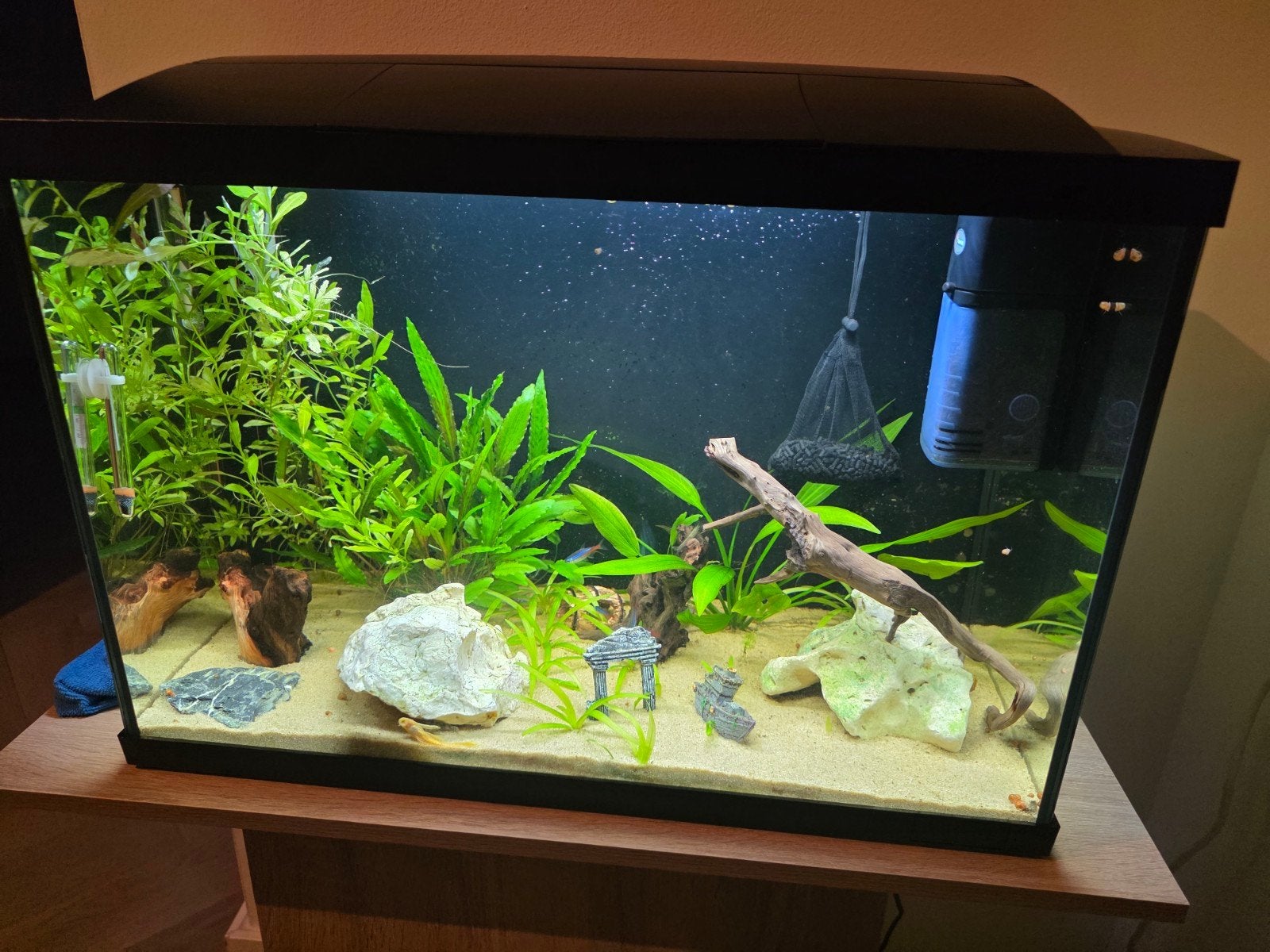 aquarium 70L met vissen en accessoires, Dieren en Toebehoren, Ophalen, Inclusief vissen, Zo goed als nieuw, Grind, Zand of Voedingsbodem