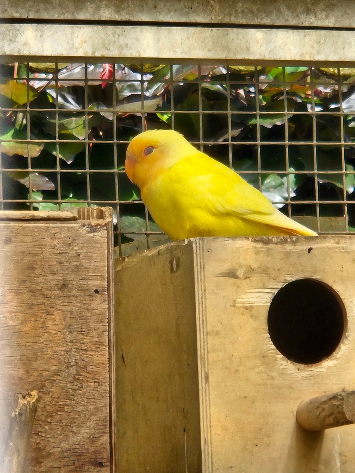 Jonge gele vogel dwergpapegaai roseicollis agapornid, Tam