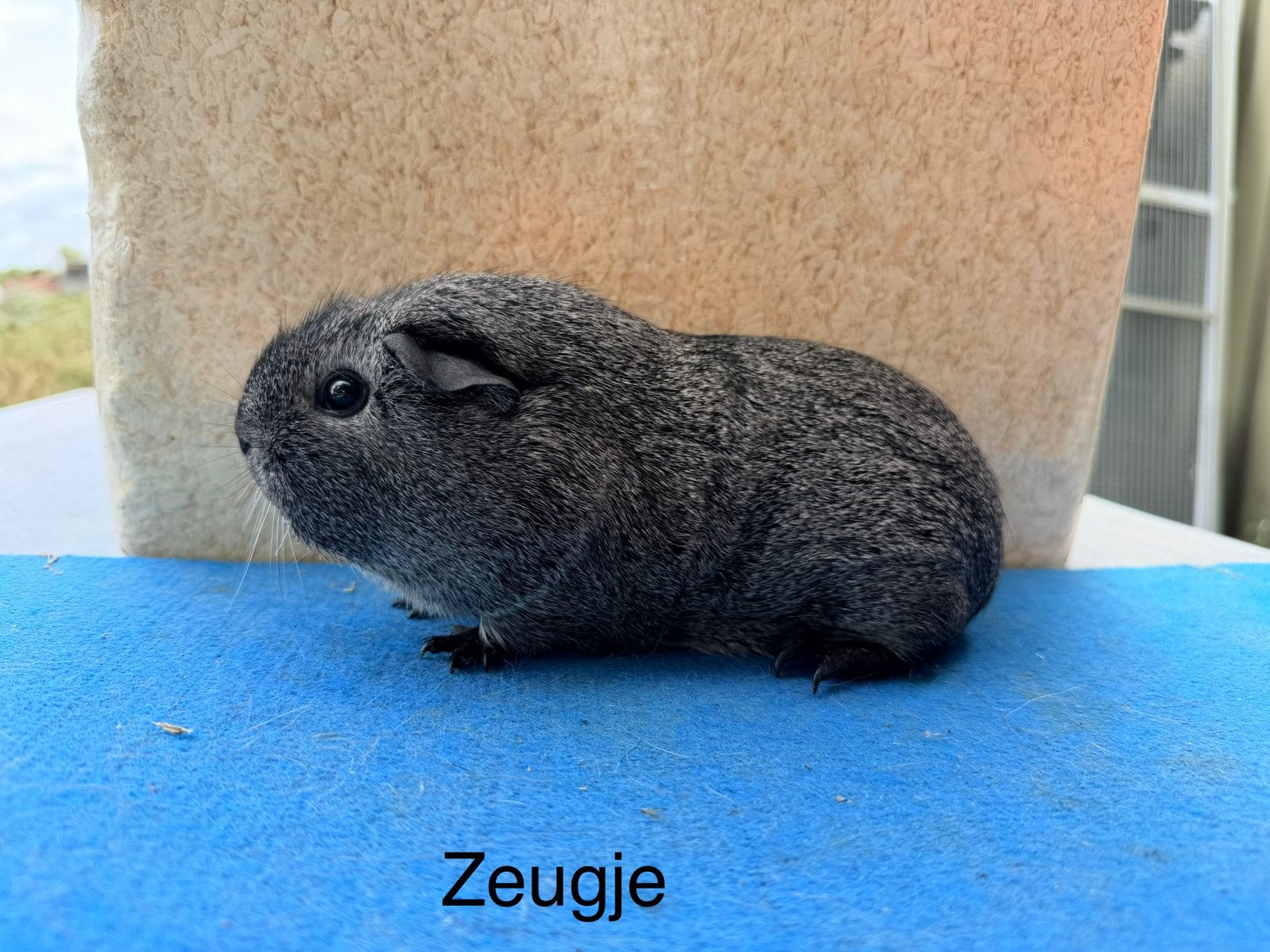Groep gladhaar zilveragouti, Animaux & Accessoires, Rongeurs, Mars, Plusieurs animaux, Cobaye
