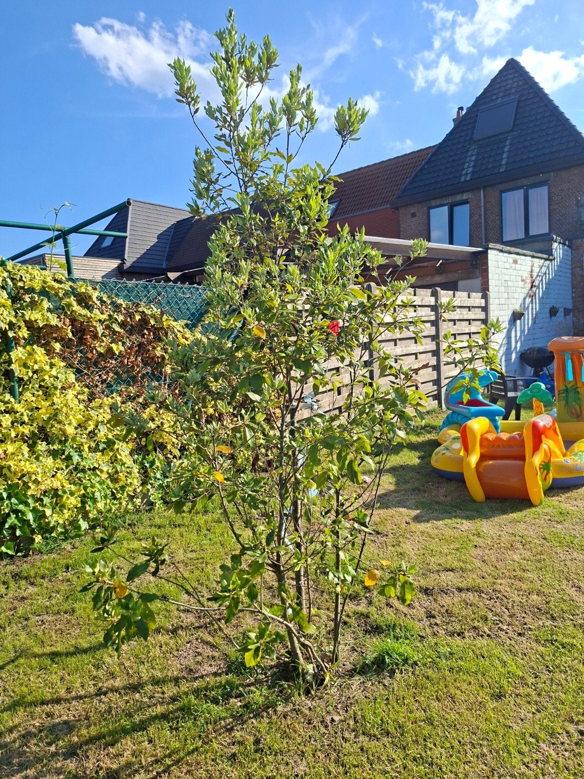 Quercus ilex (2x ) Meerstammige steeneik, Enlèvement