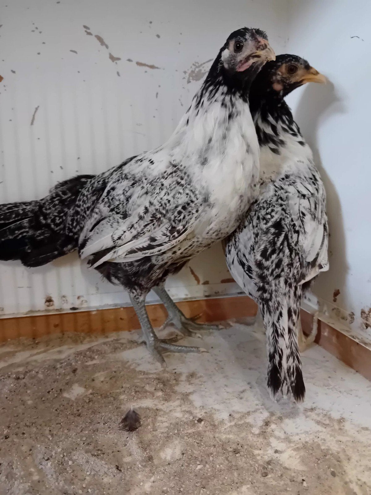 2 lakenvelder, Dieren en Toebehoren, Vrouwelijk, Kip