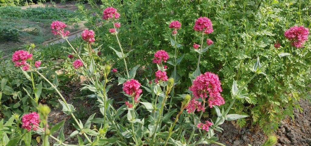 Vaste planten, Ophalen, Overige soorten