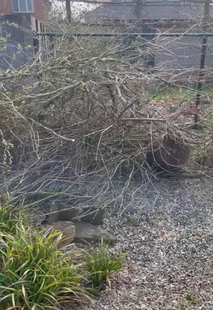 Paastakken wilgen takken gratis, Tuin en Terras, Brandhout, Ophalen