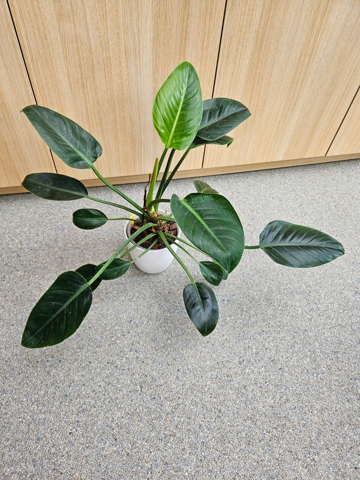 philodendron red moon, Enlèvement ou Envoi