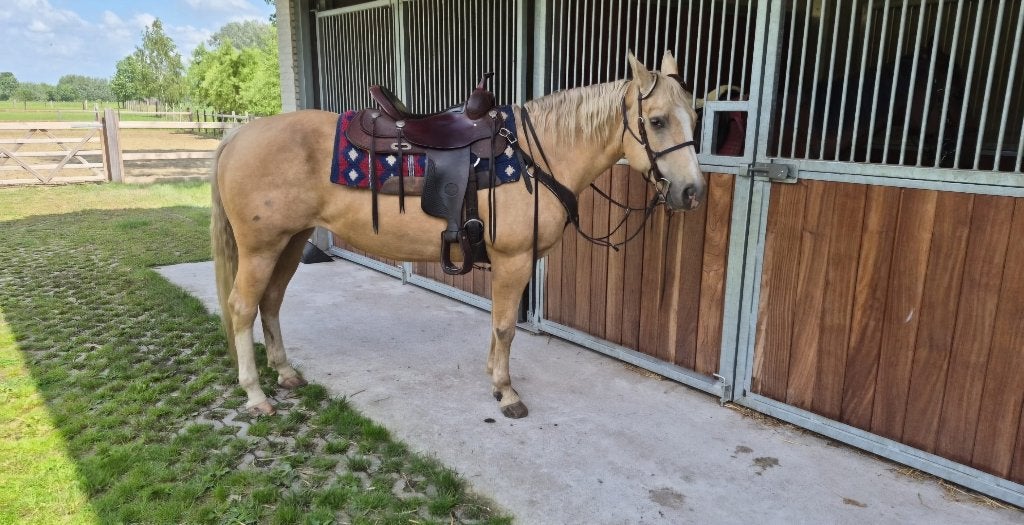 Palomino quarter merrie, Animaux & Accessoires, Chevaux, Jument, Ne s'applique pas, Moins de 160 cm, 11 ans ou plus, Cheval western