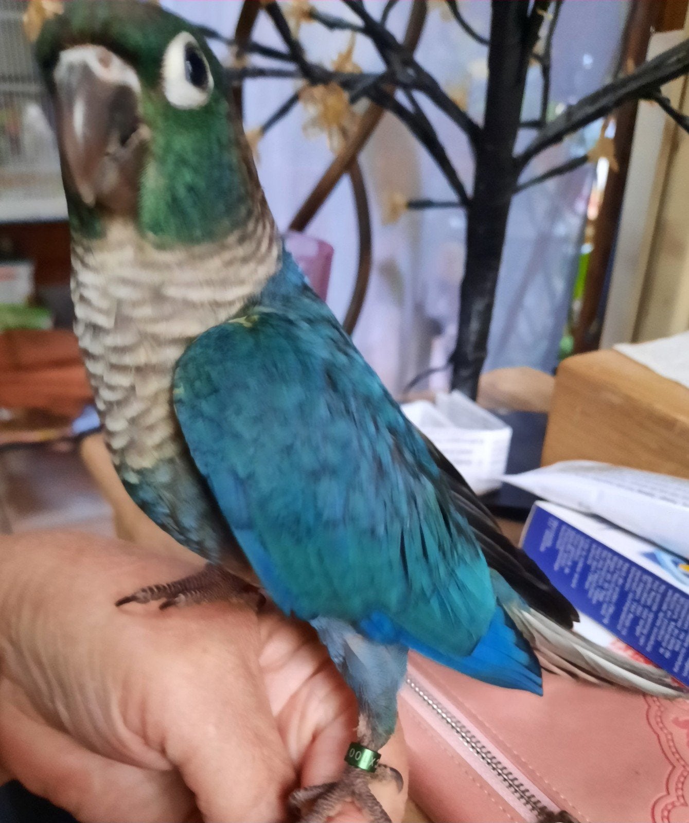 conure molinae eam