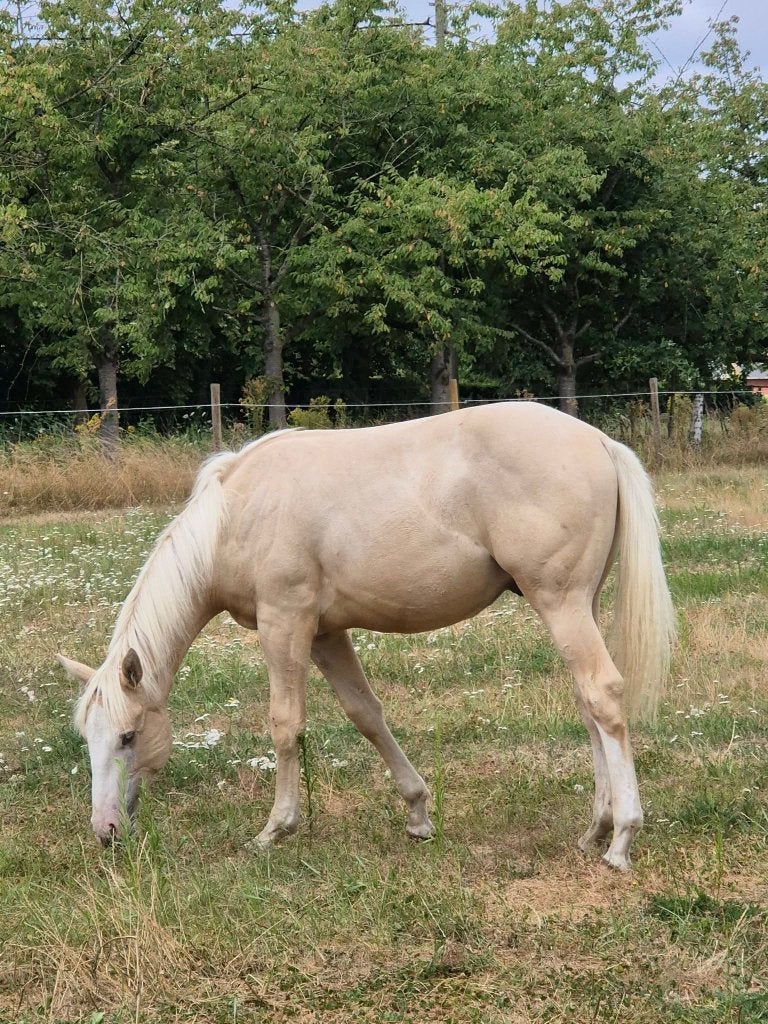 APHA palomino hengst, Dieren en Toebehoren, Hengst, Westernpaard, Met stamboom