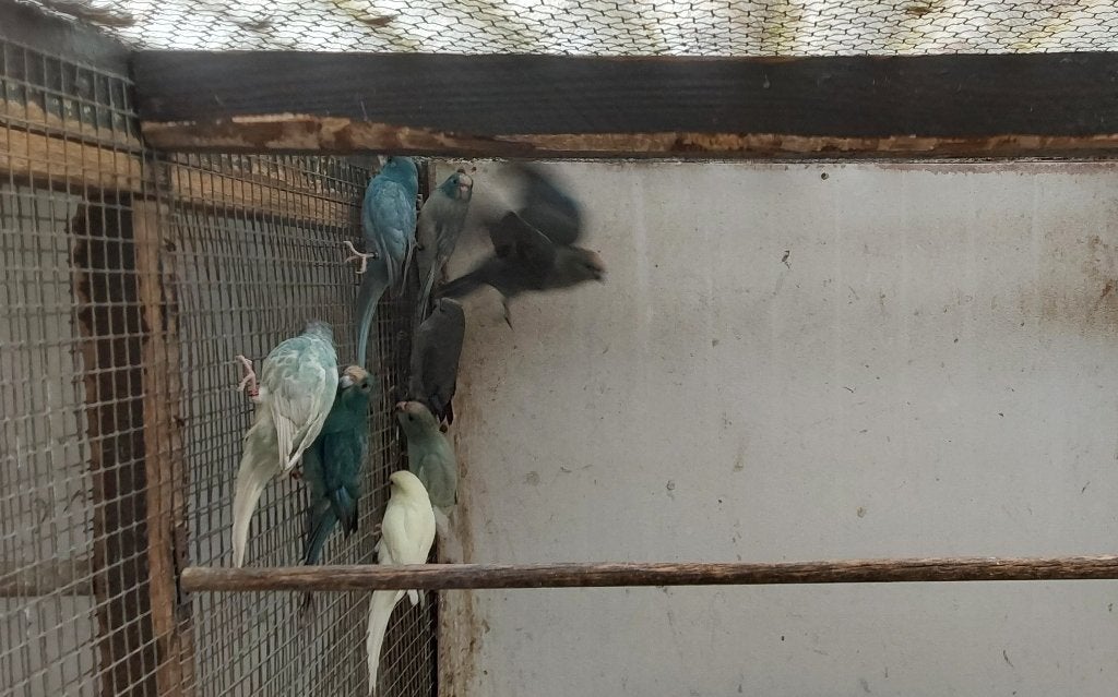 Jong Koppel blauwgezoomde kakariki, Dieren en Toebehoren, Vogels | Parkieten en Papegaaien, Parkiet, Geringd