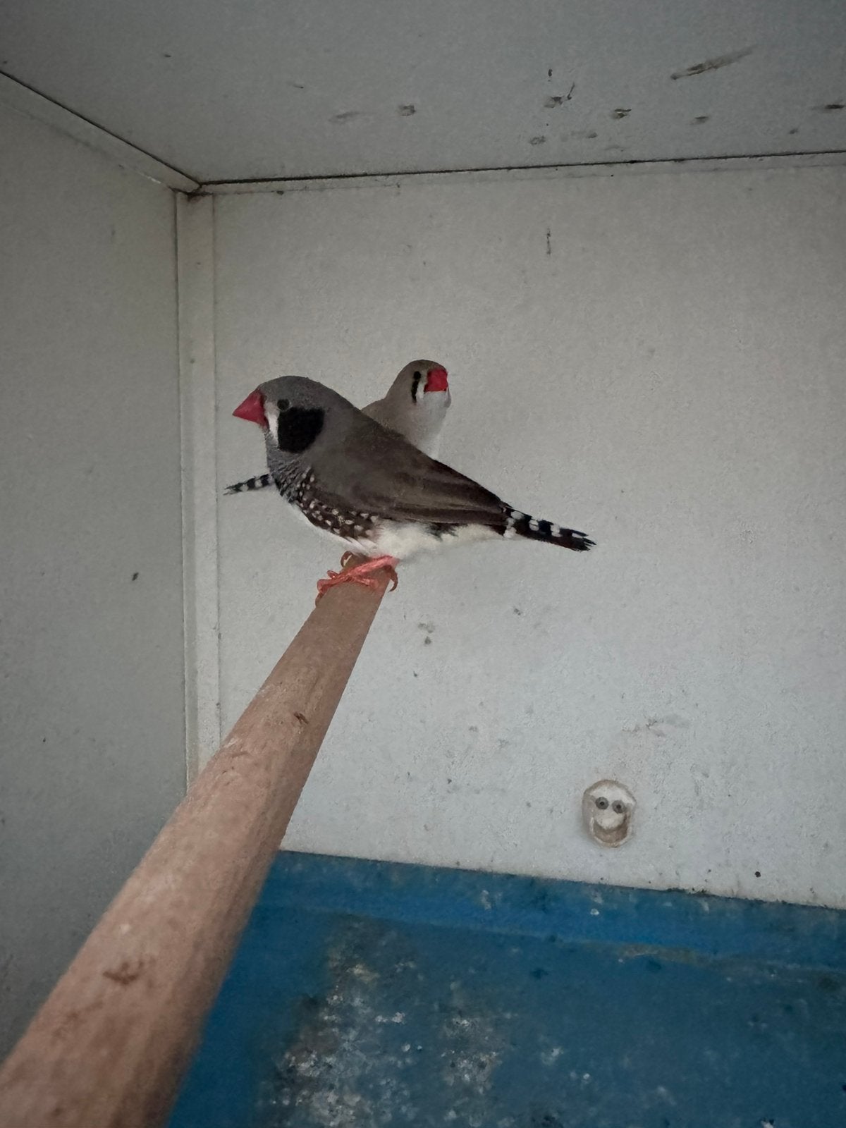 Zebravinken, Dieren en Toebehoren, Vogels | Overige Vogels