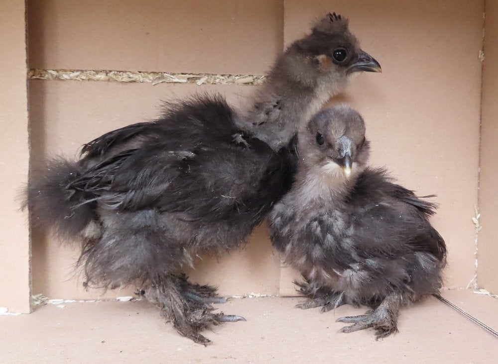 Zijdehoen kuikens USA, Dieren en Toebehoren, Geslacht onbekend, Kip