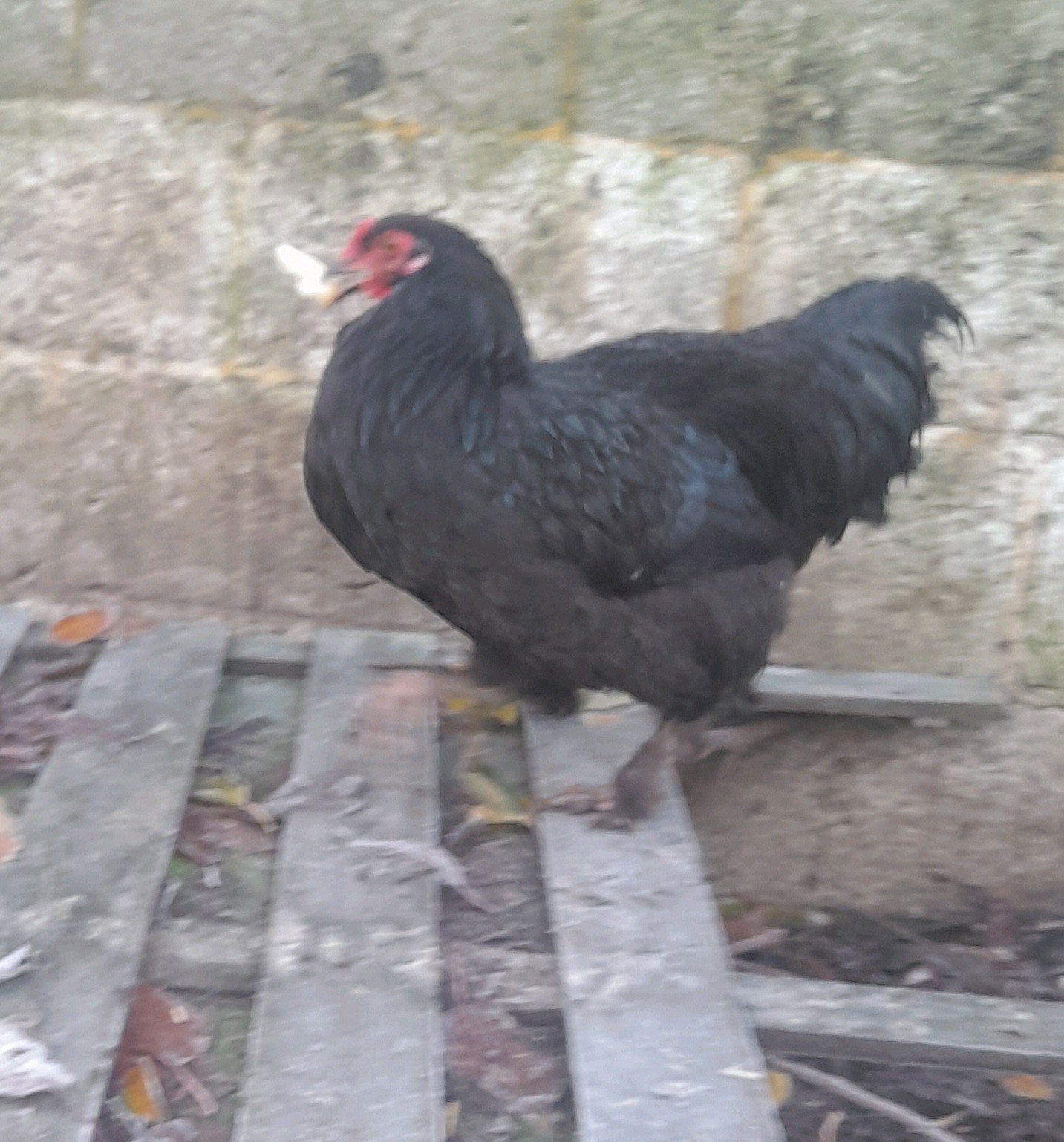coq, Animaux & Accessoires, Poule ou poulet