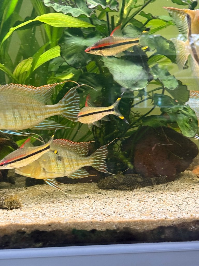 Geophagus, Vis, Zoetwatervis, Schoolvis