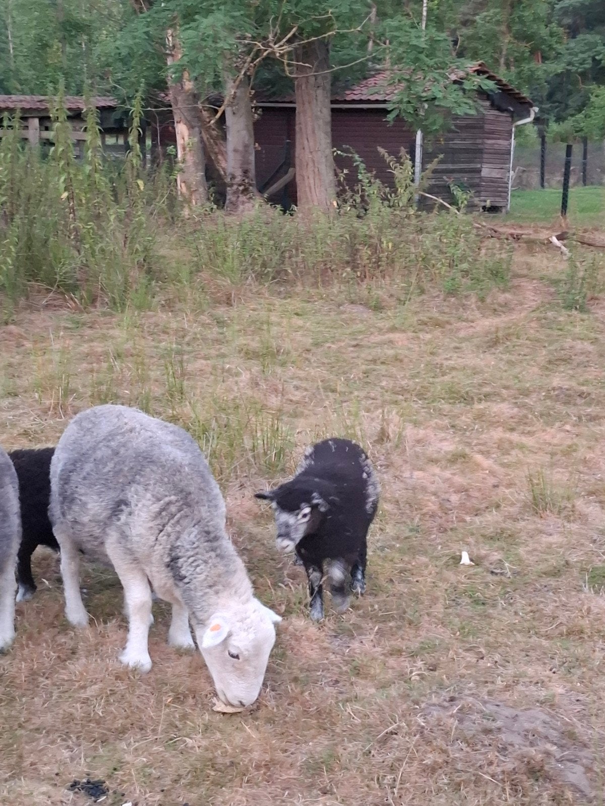 Agneaux Herdwick, Animaux & Accessoires, Moutons, Chèvres & Cochons