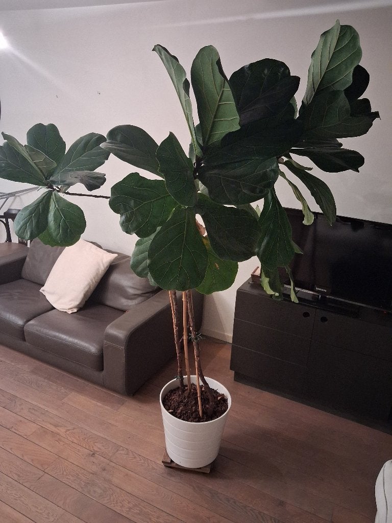 Ficus Lyrata, Ophalen, Ficus, Halfschaduw, 150 tot 200 cm