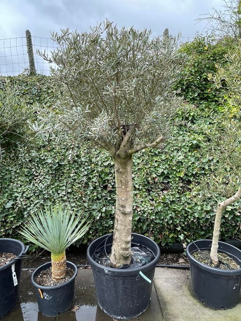 Olijfboom, Tuin en Terras, Lente, 100 tot 250 cm, Olijfboom, Ophalen