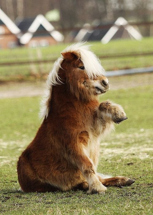 paard of pony gezocht, Dieren en Toebehoren