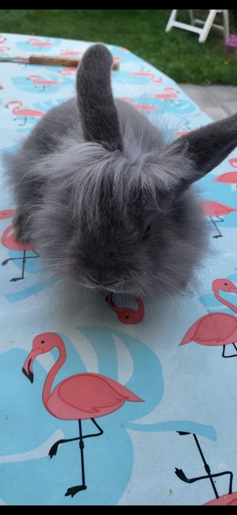 konijn, Dieren en Toebehoren, Konijnen, Klein, 0 tot 2 jaar