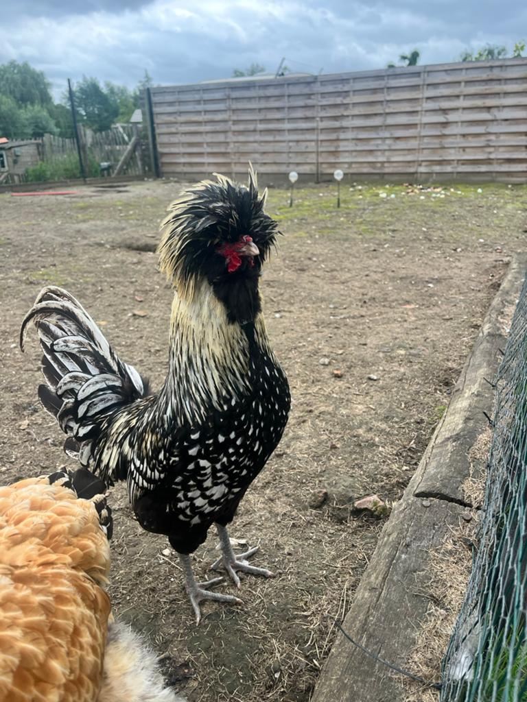 Kuifhoen haan, Dieren en Toebehoren, Mannelijk, Kip