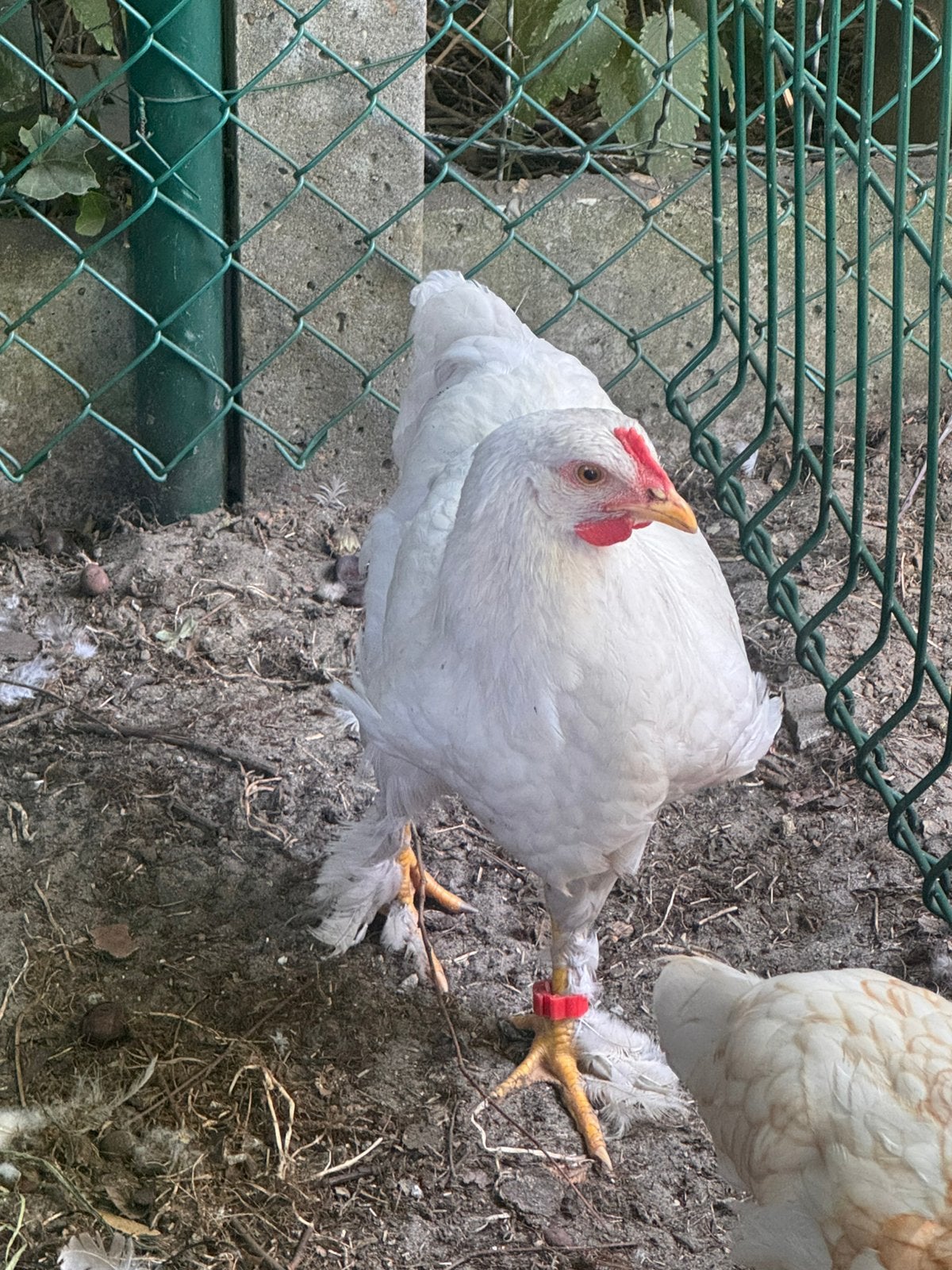 Brahma haan, Dieren en Toebehoren, Mannelijk, Kip