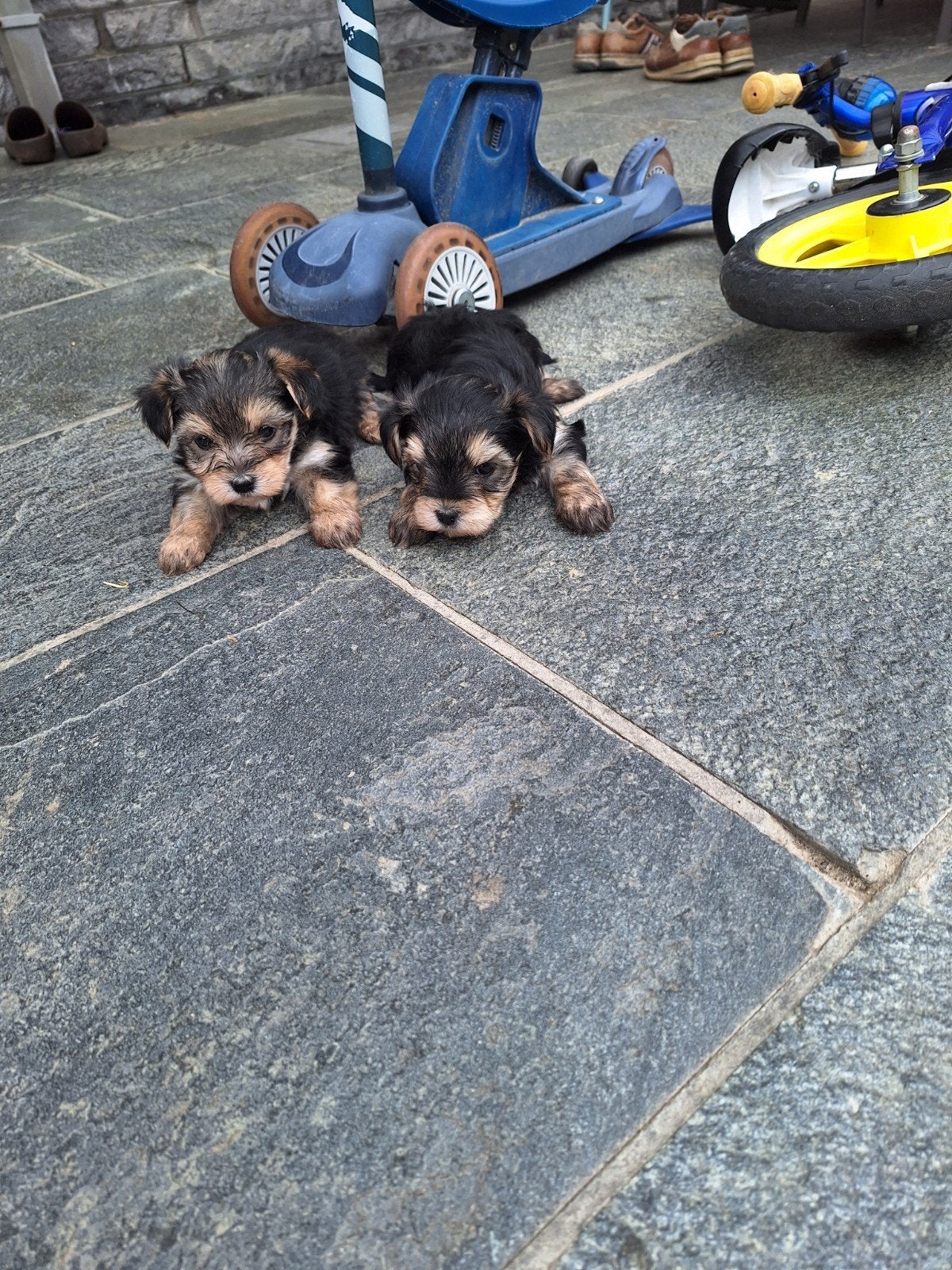 Yorkshire x maltezer pups, Animaux & Accessoires, Chiens | Jack Russell & Terriers, Belgique, Plusieurs, Hépatite contagieuse (maladie de Rubarth)