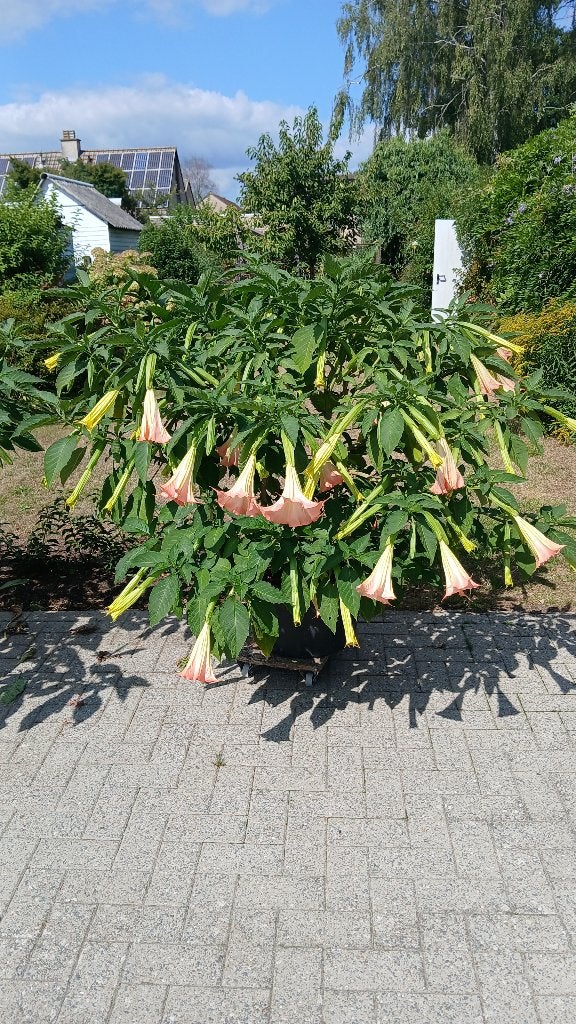 planten, Tuin en Terras, Planten | Tuinplanten, Vaste plant, Halfschaduw, Zomer, Ophalen