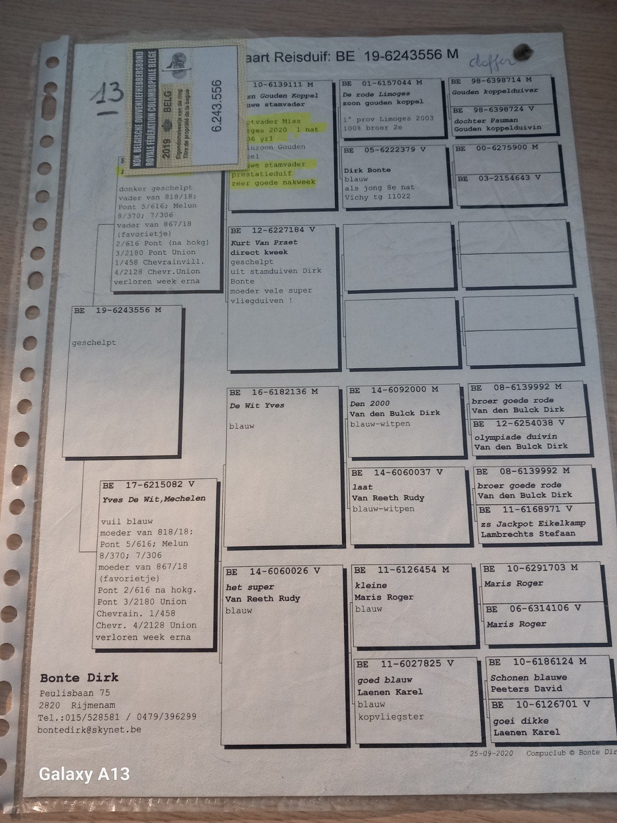 kweekduiver bonte dirk, Dieren en Toebehoren, Mannelijk, Postduif
