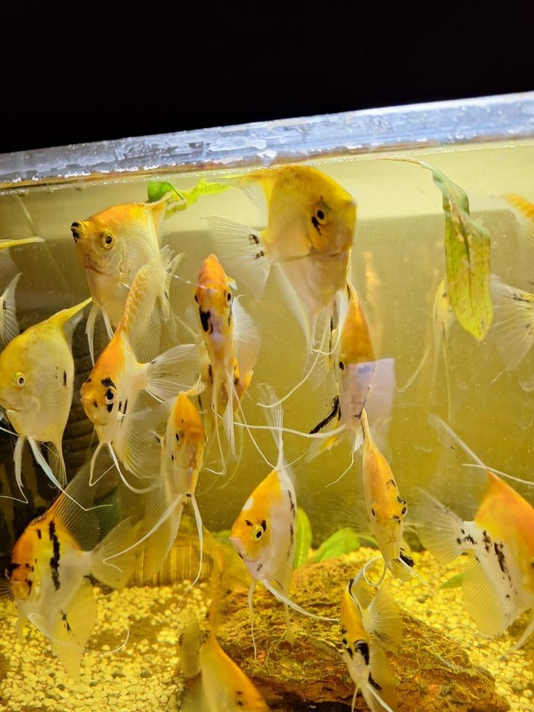 Coi maanvissen vanaf 10 euro, Dieren en Toebehoren, Vissen | Aquariumvissen