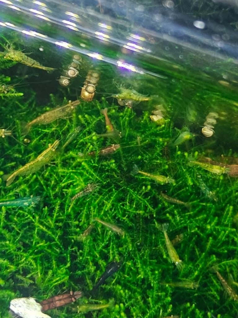 Crevettes Neocaridina