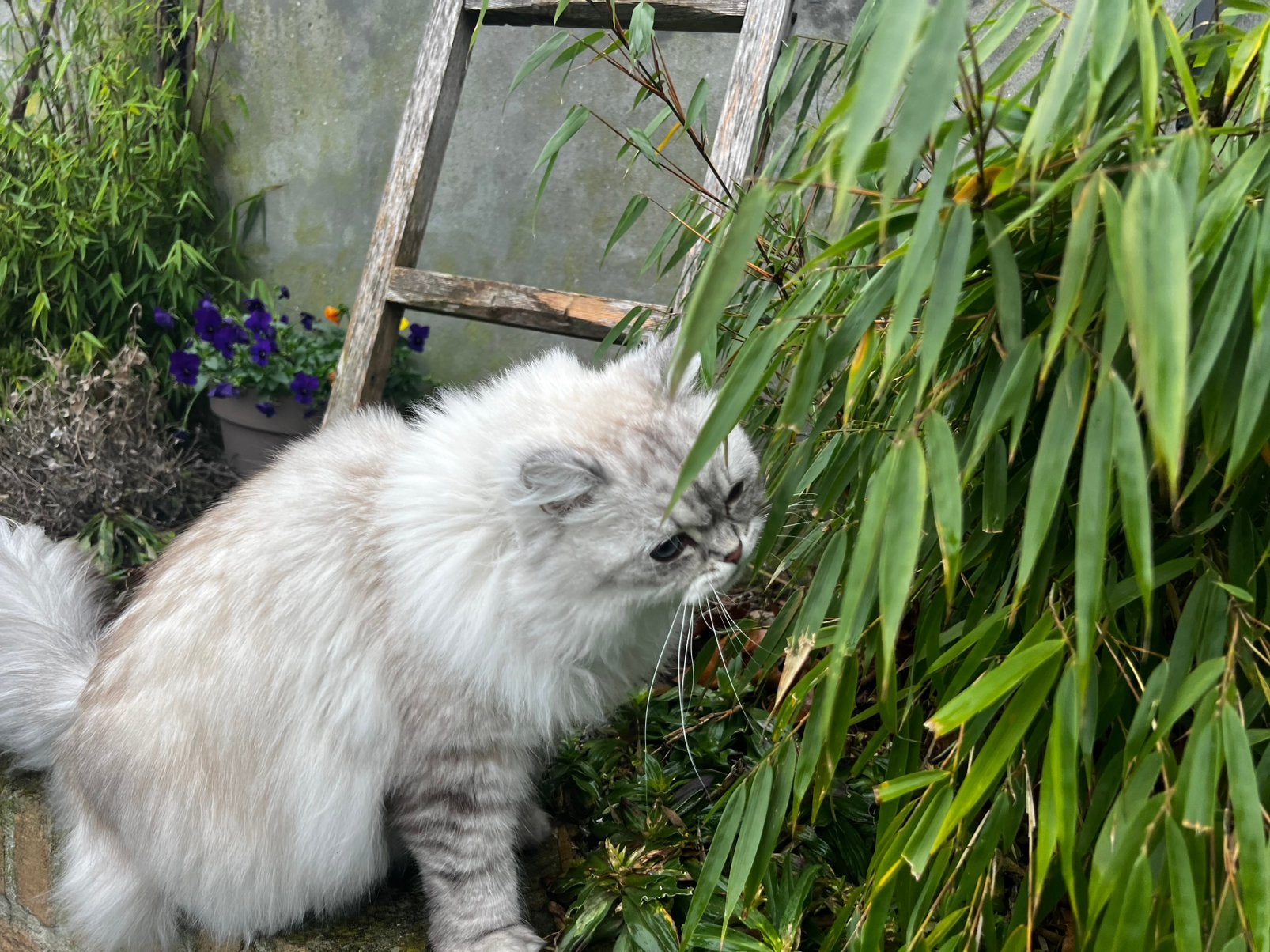 Katten - & honden oppas/ pension beschikbaar, Animaux & Accessoires, Animaux Autre, Plusieurs animaux, Décembre