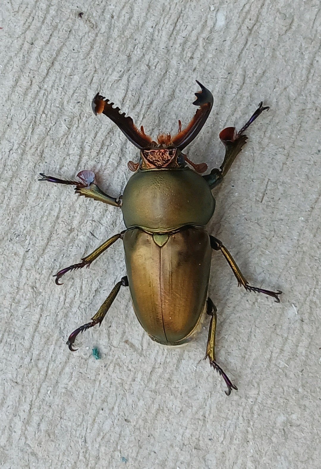 Lamprima adolphinae paar, Dieren en Toebehoren, Insecten en Spinnen