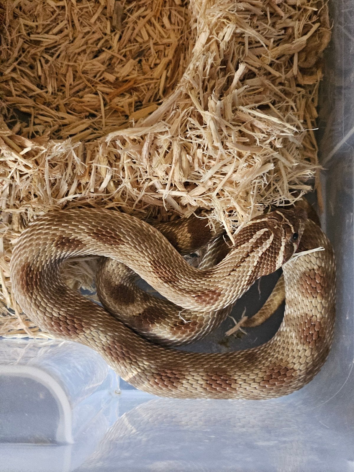 heterodon nasicus, Slang, 3 tot 6 jaar