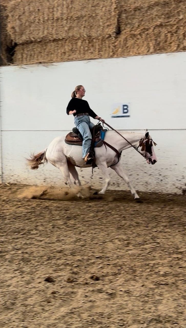 6 jarige paint merrie, Merrie, Westernpaard
