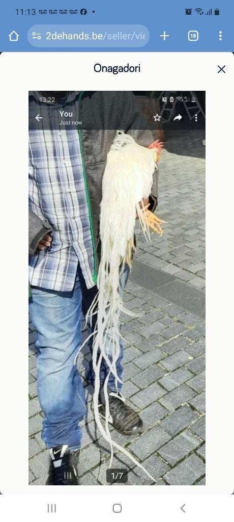 Onagadori  kippen  70€ koppel, Dieren en Toebehoren, Pluimvee, Meerdere dieren, Kip