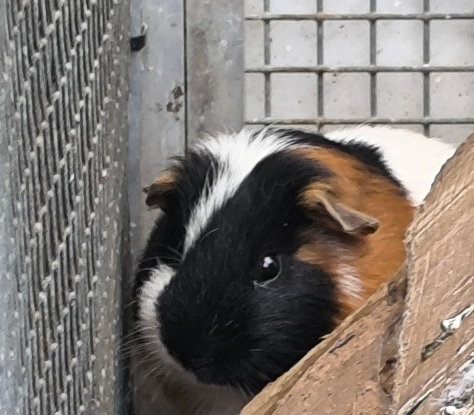 cavia beertje 6 maand, Dieren en Toebehoren, Maart, Mannelijk, Cavia
