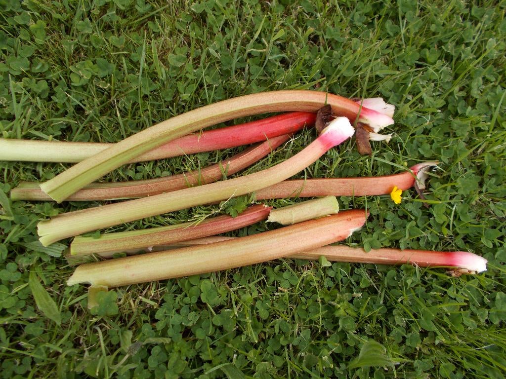 Rhubarbe à vendre, Enlèvement