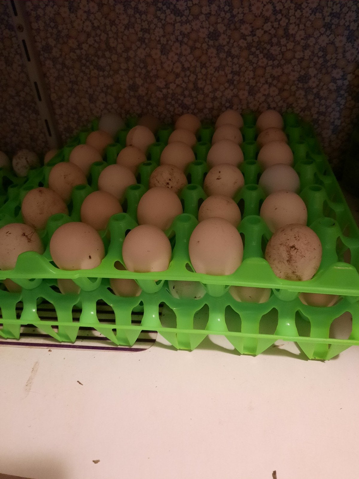 Verse scharreleitjes (kriel), Dieren en Toebehoren, Ophalen of Verzenden