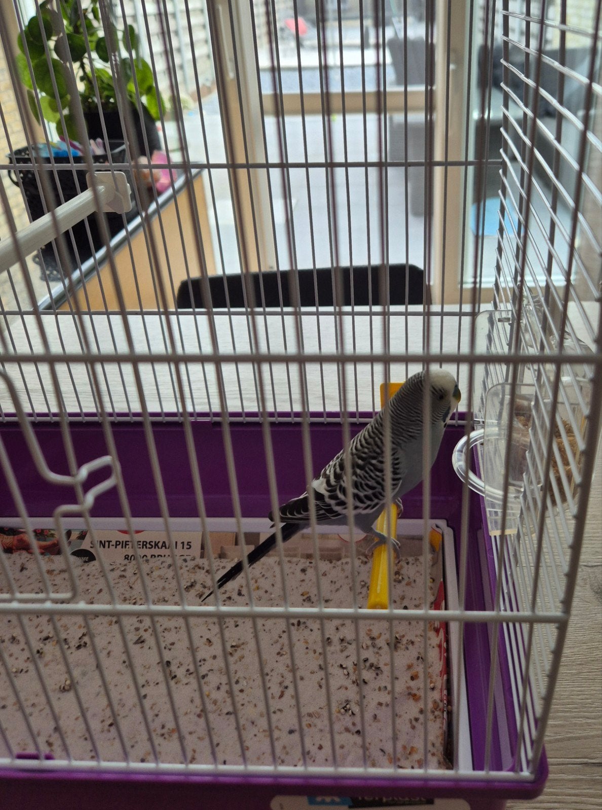 grasparkiet + vogelkooi, Animaux & Accessoires, Oiseaux | Canaris, Mâle, Canari de couleur