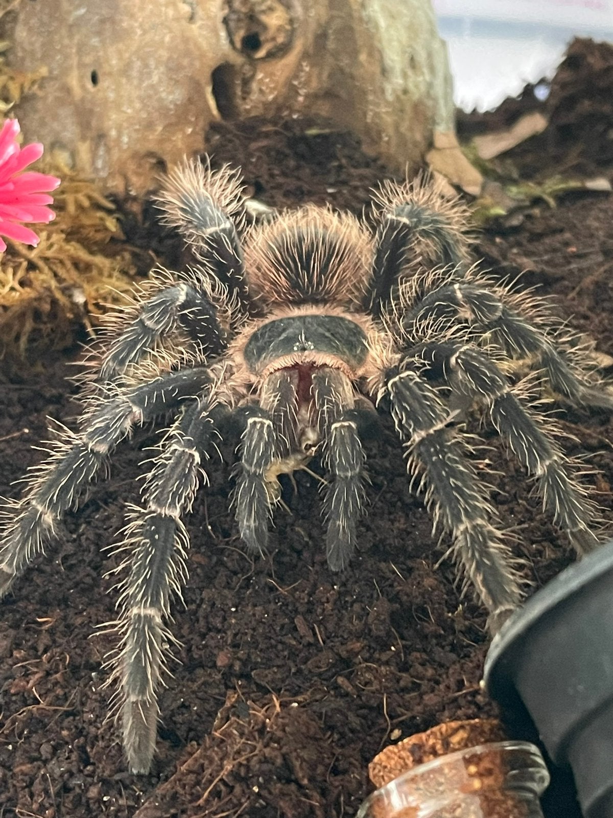 Lasiodora parahybana tarantula vogelspin pink bird eater, Animaux & Accessoires, Insectes & Araignées, Araignée ou Scorpion