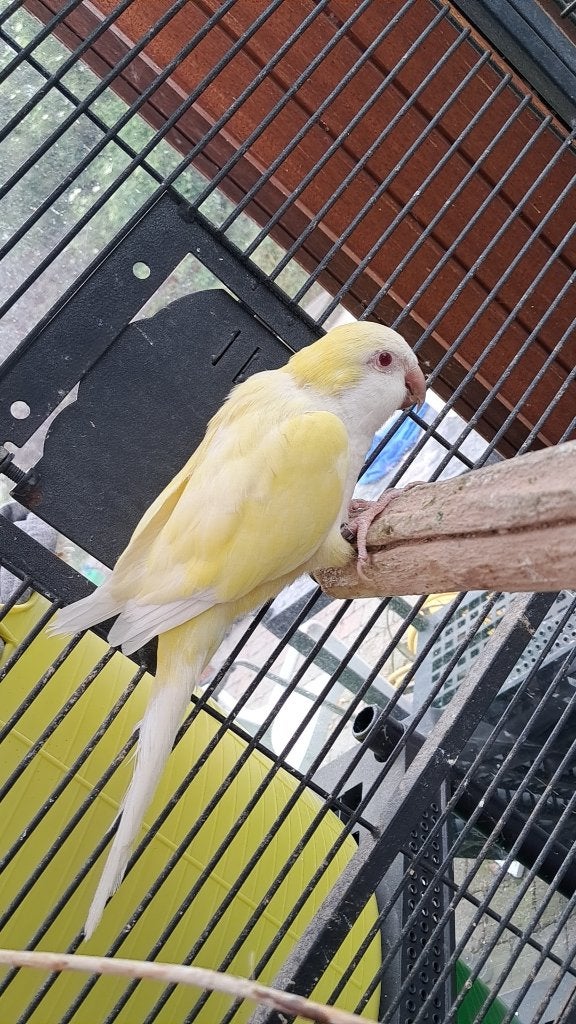 Mooi koppel muisparkieten, Plusieurs animaux, Perruche, Parleur