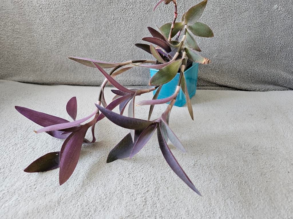 Misère mauve, Ophalen