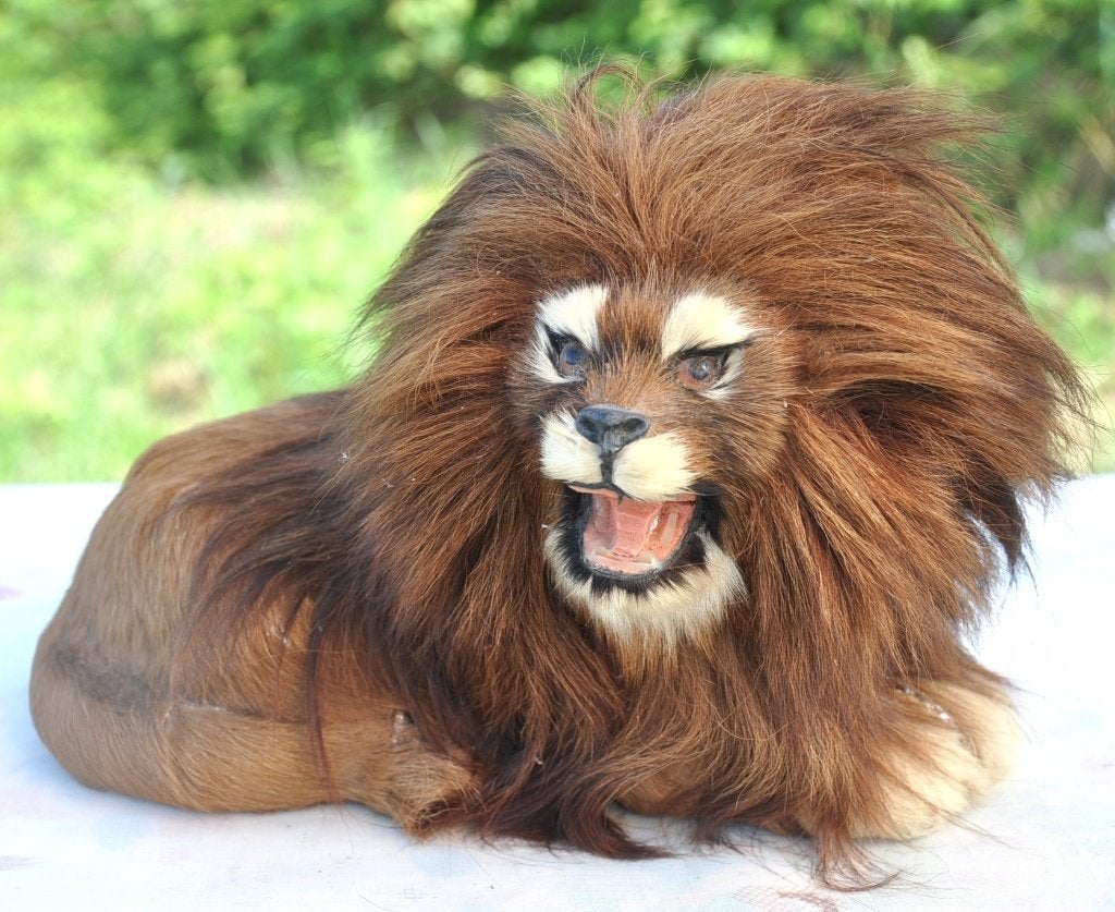 deco lion style peluche taxidermie en vrai poil, Verzamelen, Dierenverzamelingen, Ophalen of Verzenden, Gebruikt, Wild dier, Overige typen
