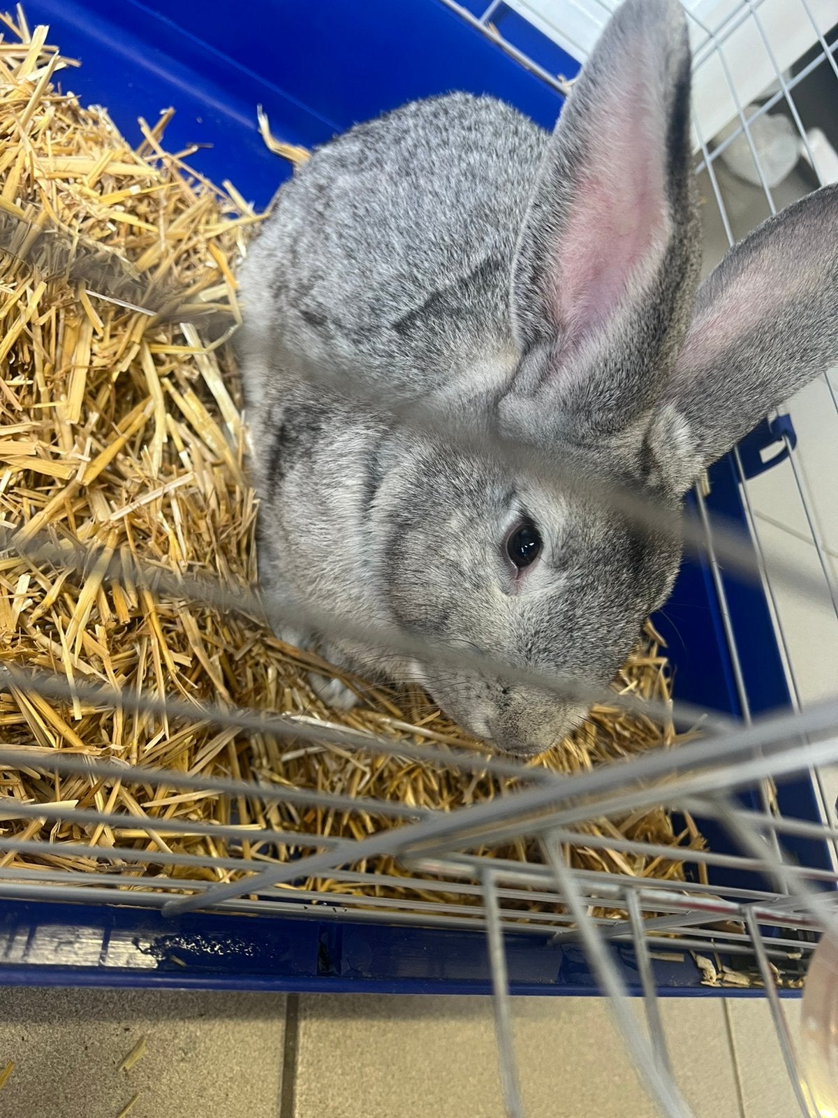 Te koop konijn, Dieren en Toebehoren, Mannelijk, Middelgroot, 0 tot 2 jaar