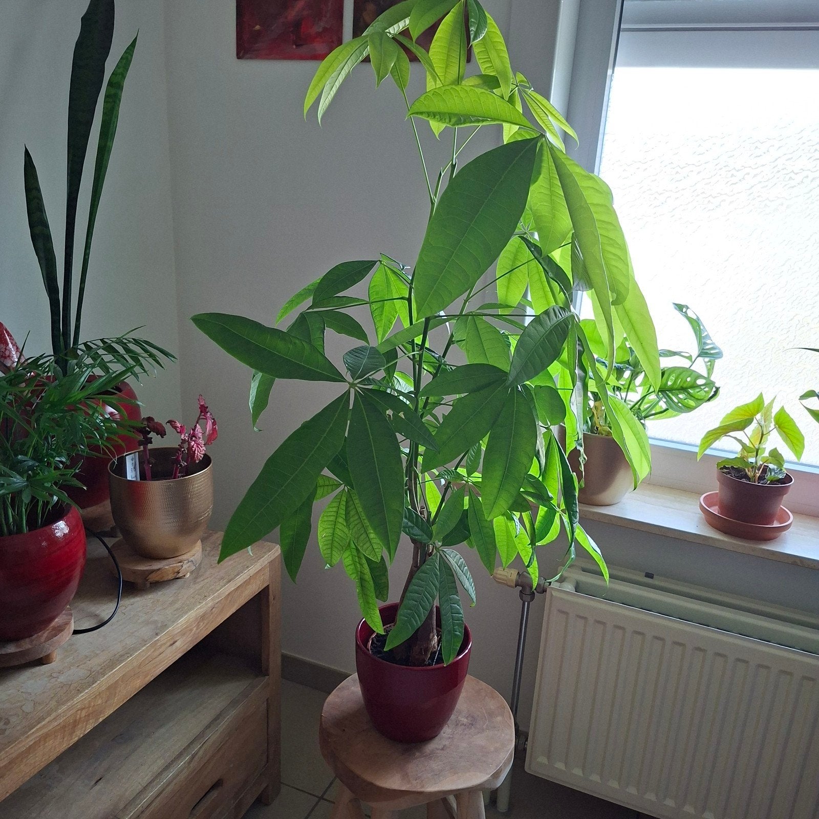 Prachtige geldboom of pachira aquatica, Ophalen